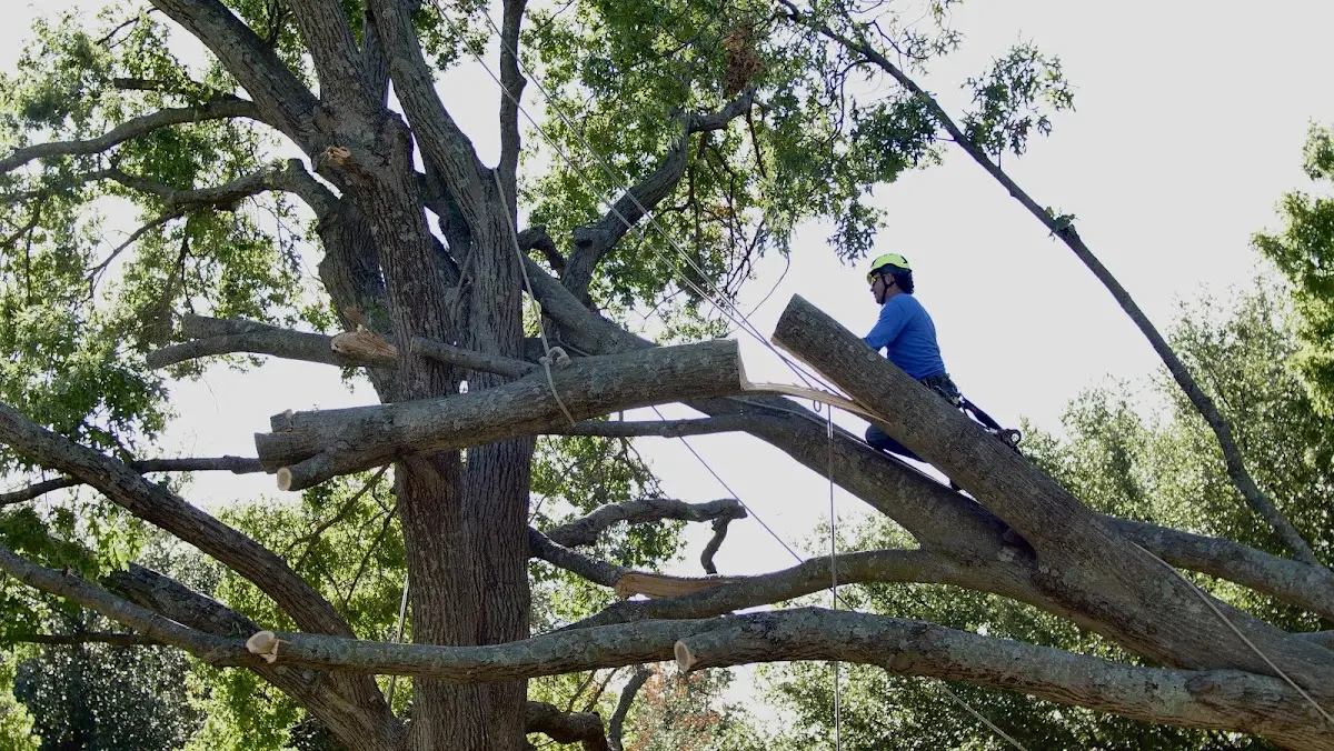 Professional Hazardous Tree Removal performed by certified arborists in Wilmore